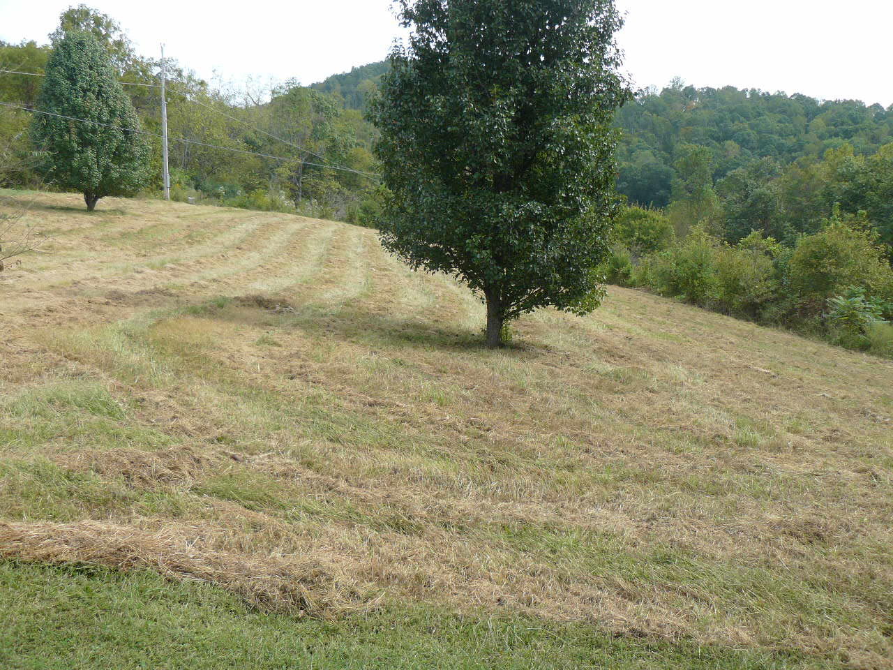 409 Loop Hollow Road New Tazewell, TN 37825 - Photo 8 of 23 P1380965