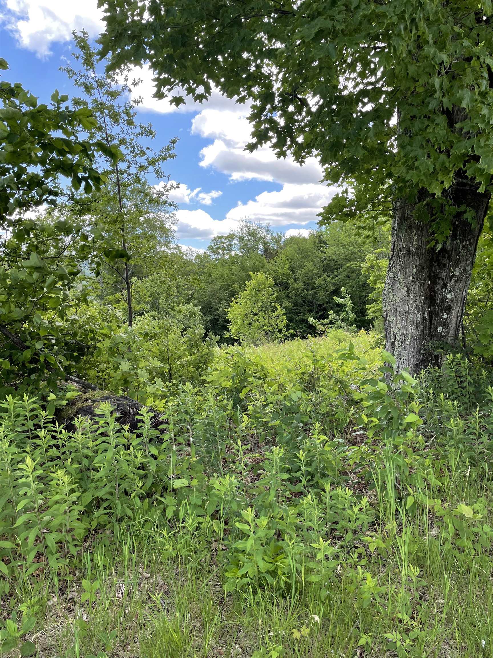 589 Hill Top Road Andover, VT 05143 - Photo 6 of 34