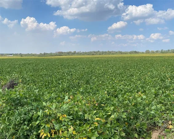 a view of a big yard with plants and a large tree