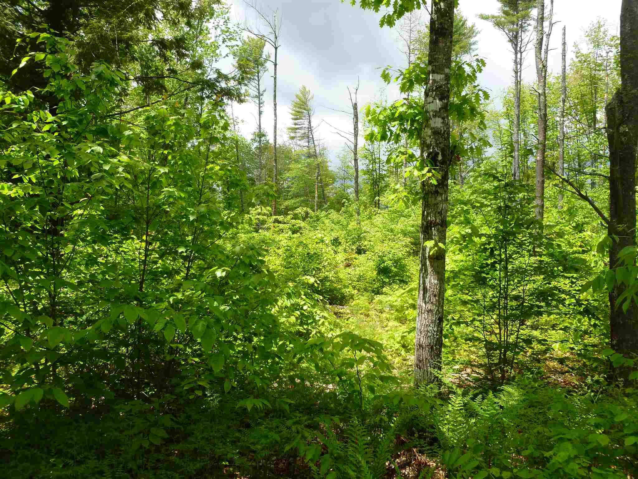 2 Garney Road Brookfield, NH 03872 - Photo 2 of 7