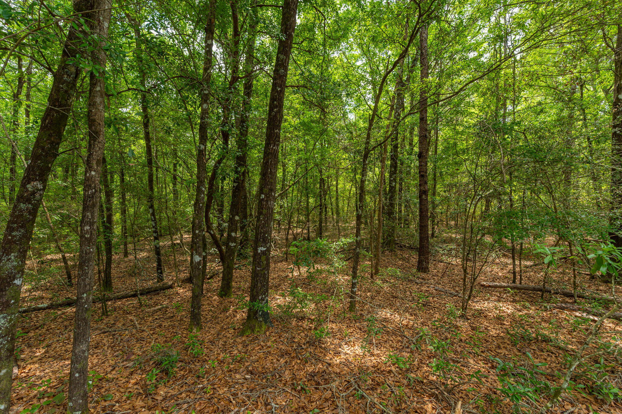 5.31-ac Xx John Nix Road Crestview, FL 32539 - Photo 7 of 22 a view of forest