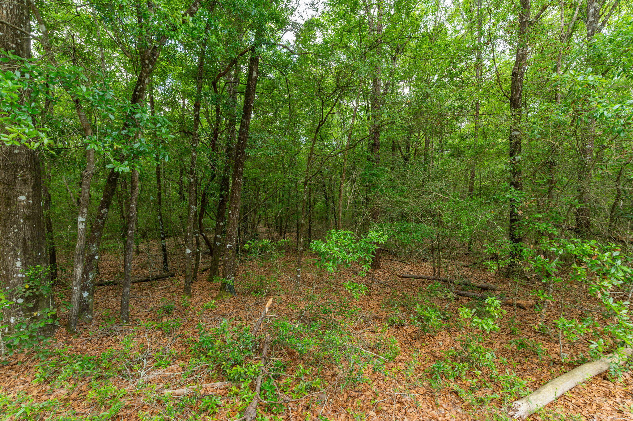 5.31-ac Xx John Nix Road Crestview, FL 32539 - Photo 9 of 22 a view of outdoor space and trees