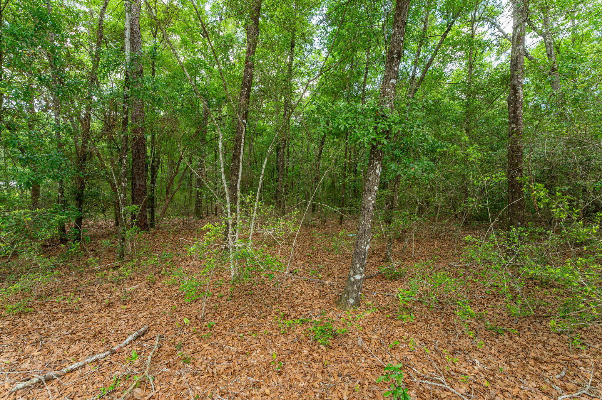 5.31-ac Xx John Nix Road Crestview, FL 32539 - Photo 10 of 22 a view of a forest with trees in the background