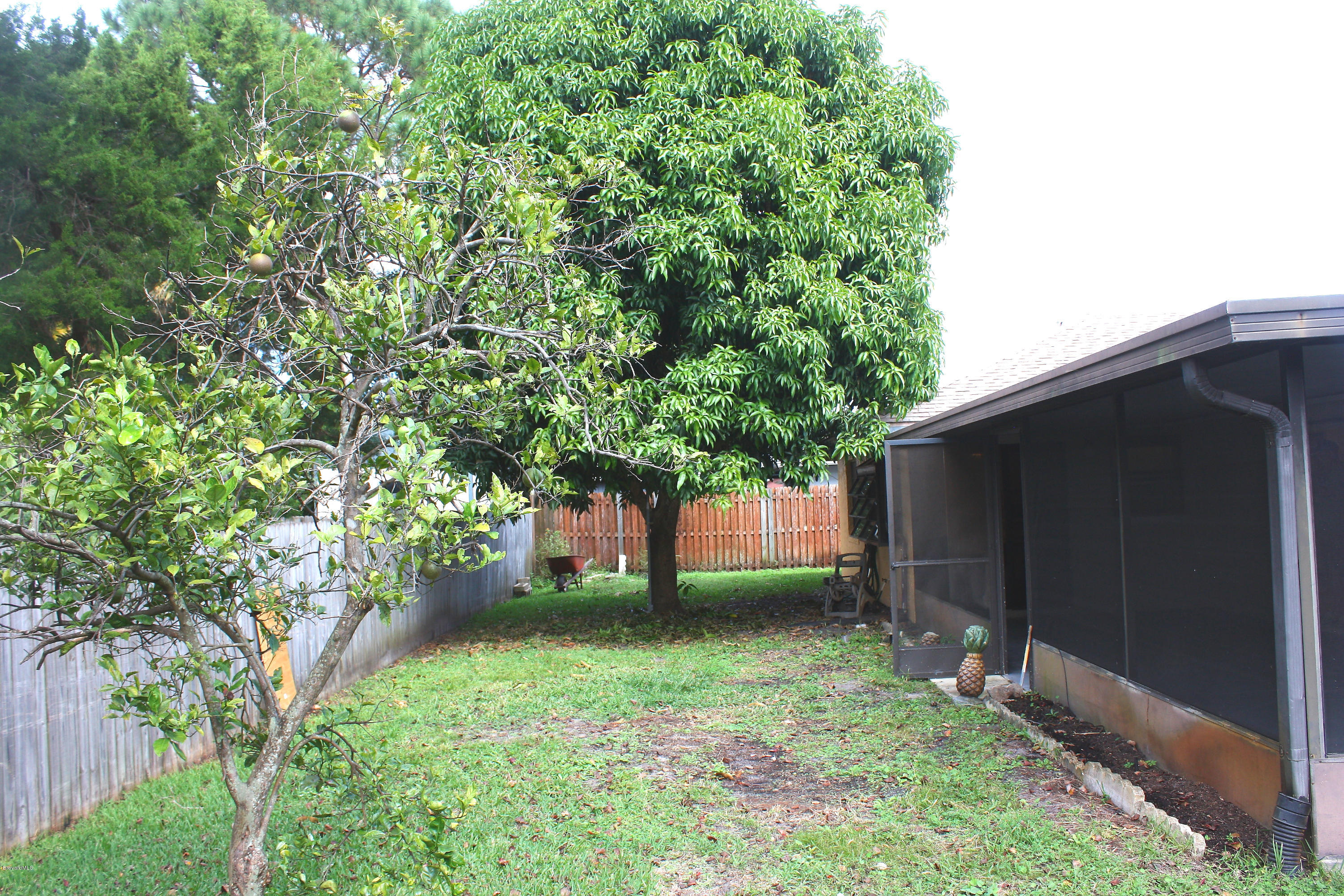 864 Croton Road Rockledge, FL 32955 - Photo 12 of 12 Back Yard Mango Tree