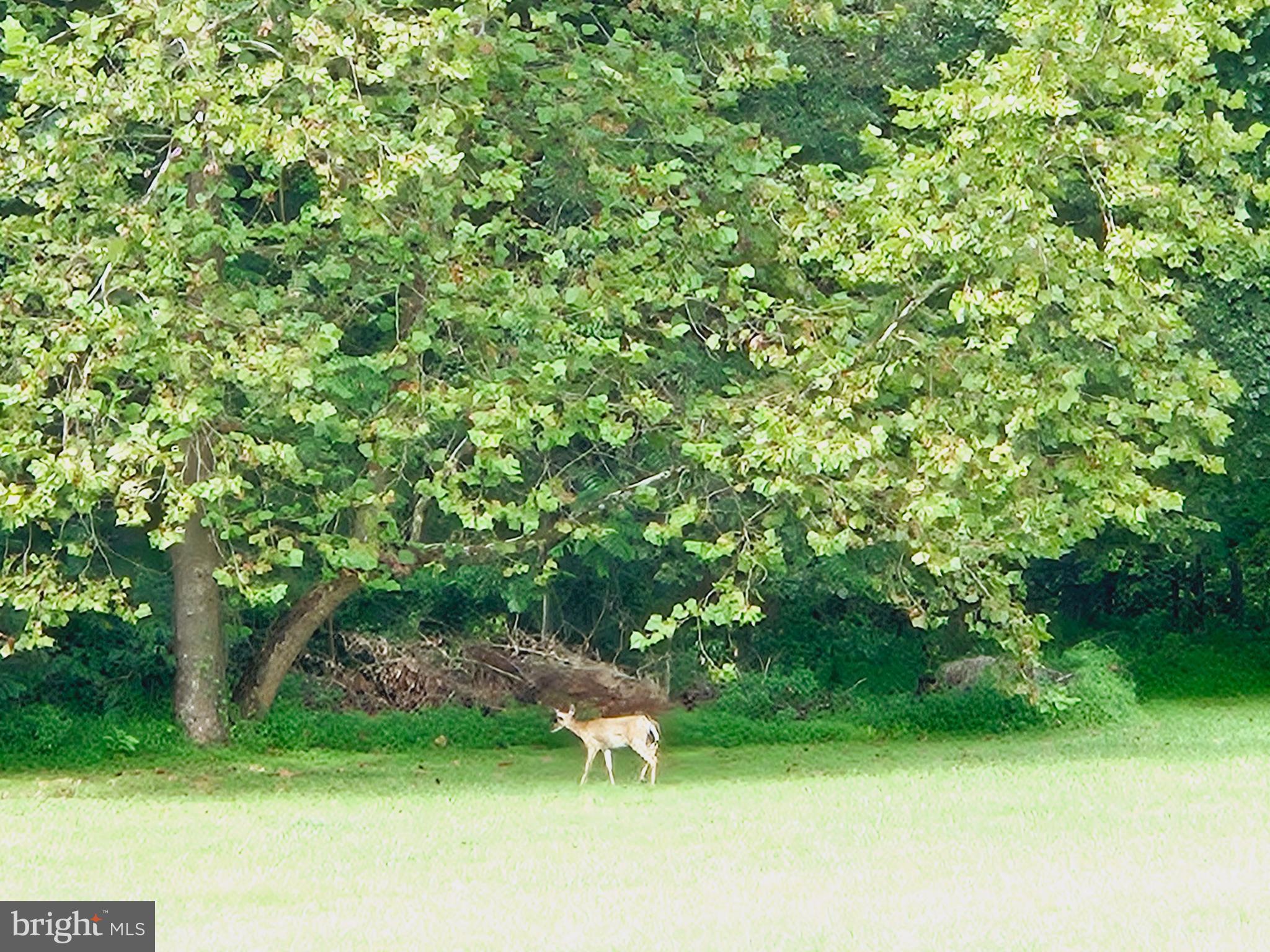 5265 Celestial Lane Waldorf, MD 20601 - Photo 107 of 111 Quiet Neighbor!