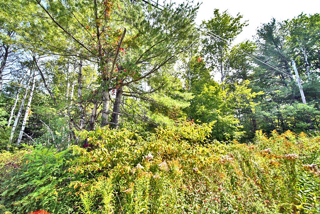 519 B Road Houlton, ME 04730 - Photo 22 of 25 wooded-land-on-stream