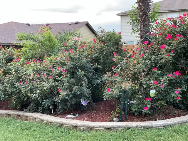 a view of a flower in a garden