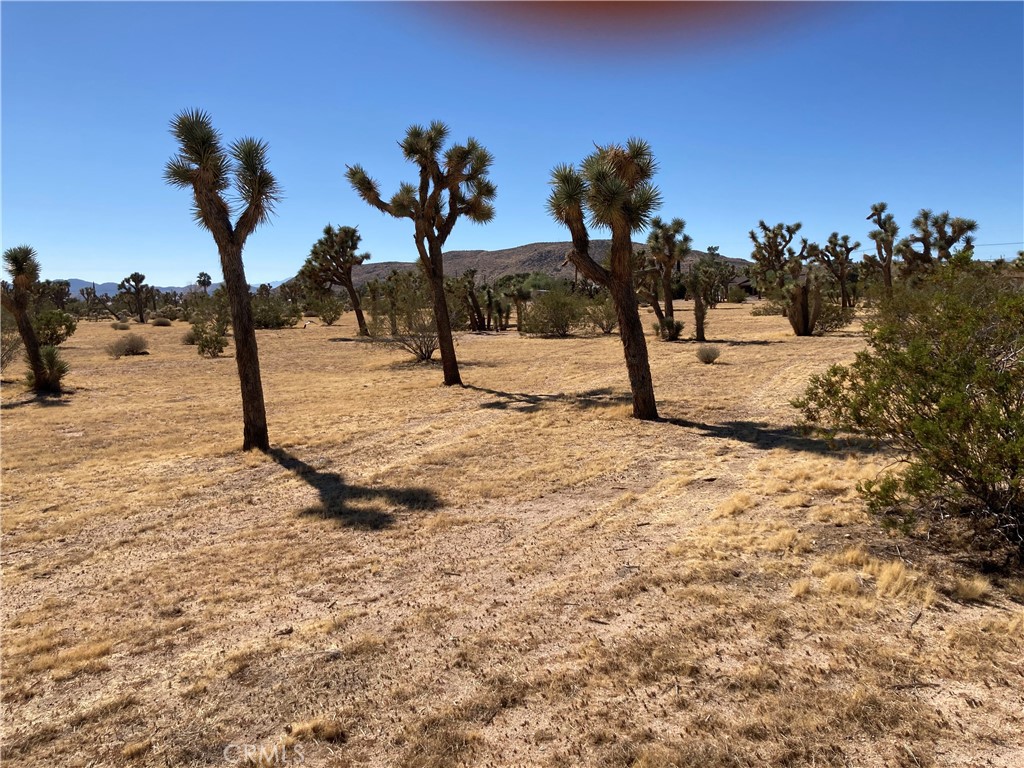 0 Forest Drive Yucca Valley, CA 92284 - Photo 4 of 5 a view of a yard covered with snow in the background