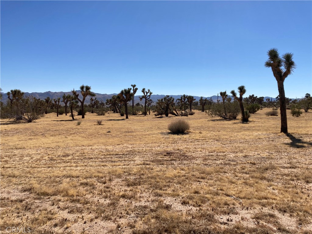 0 Forest Drive Yucca Valley, CA 92284 - Photo 5 of 5 a view of outdoor space with trees