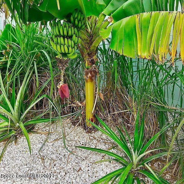 411 Audubon Drive Melbourne, FL 32901 - Photo 11 of 47 a view of a backyard