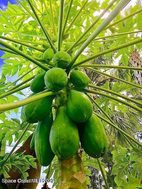 411 Audubon Drive Melbourne, FL 32901 - Photo 12 of 47 a view of an umbrella in a garden