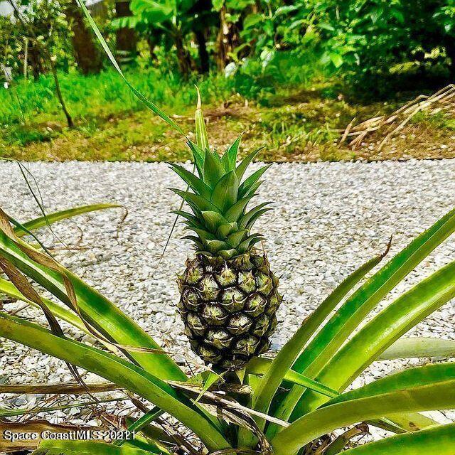 411 Audubon Drive Melbourne, FL 32901 - Photo 10 of 47 a view of a tree with a plant