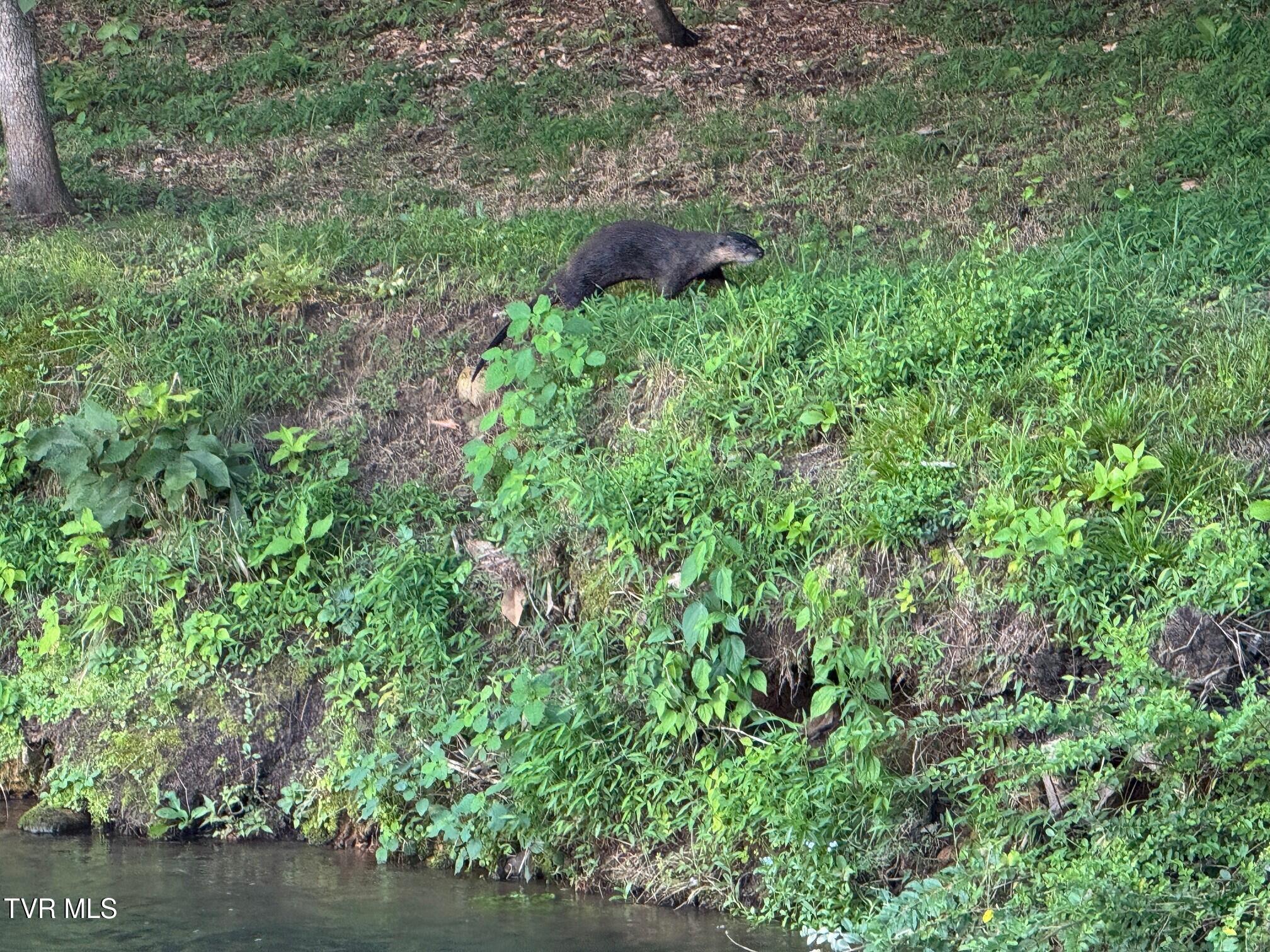 375 Middle Creek Road Afton, TN 37616 - Photo 97 of 119 Otters 02