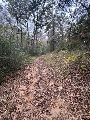 a view of a forest with trees in the background