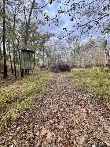 a view of a backyard with large trees
