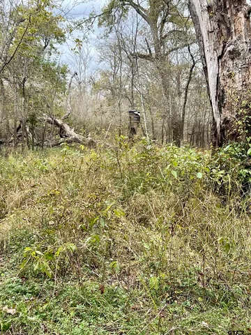 a view of a yard with plants