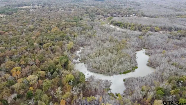 a view of a forest in a forest