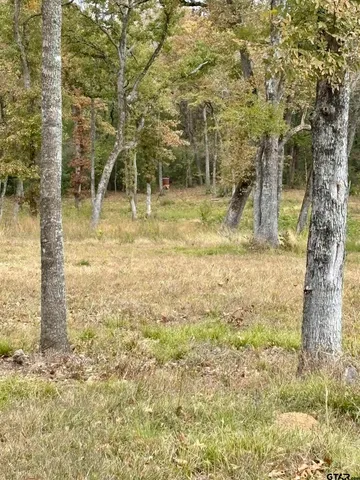 a view of a yard with trees