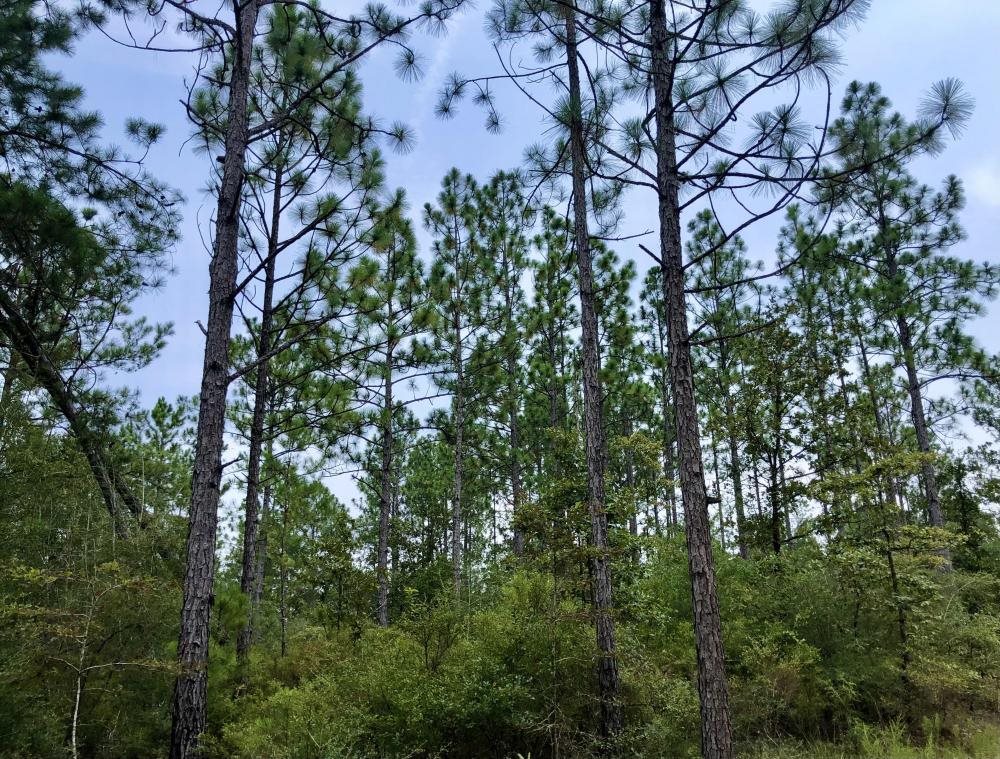 0 Private Road McIntosh, AL 36553 - Photo 11 of 21