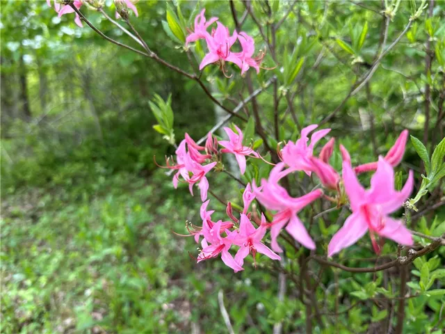 $78,000 | Woodland Hills Road, Andes, NY 13731