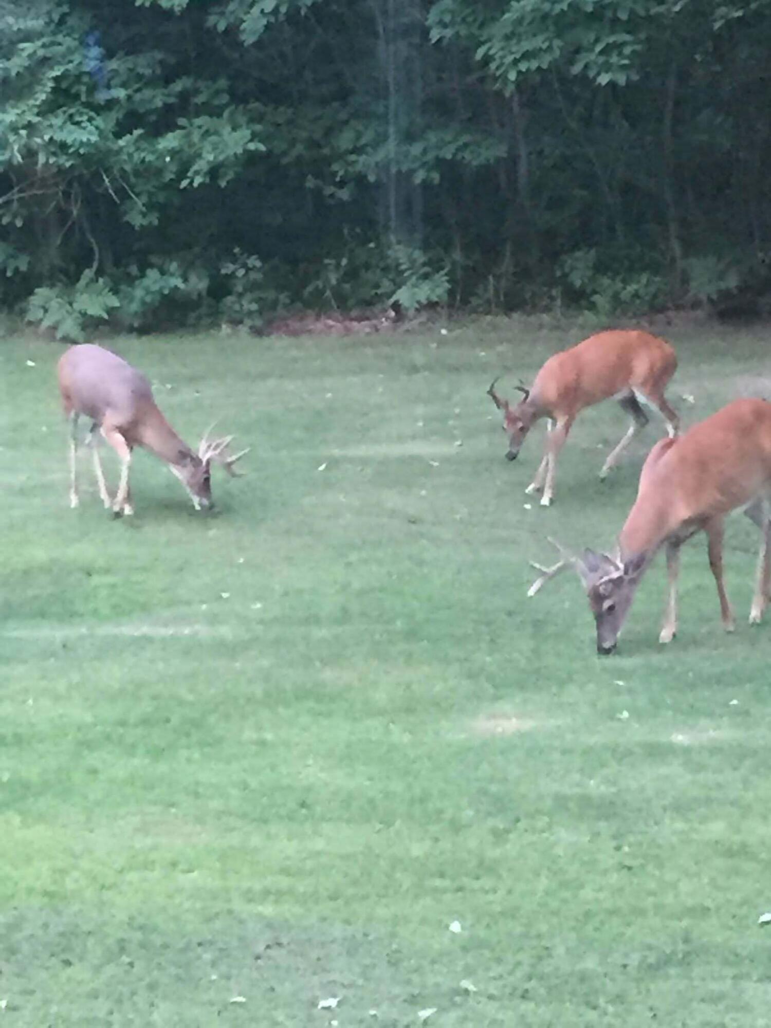 7050 North Poplar Road Free Soil, MI 49411 - Photo 36 of 39 7506eb80-ae38-4f26-8be6-a7ca96e59c1e