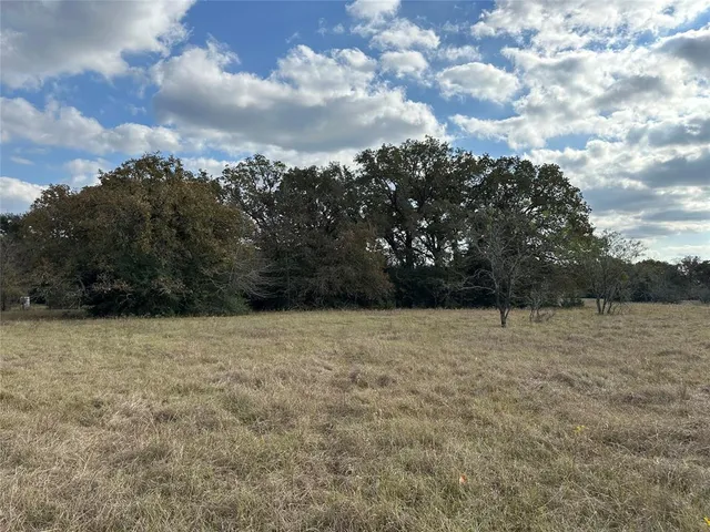 a view of a yard with plants and large trees