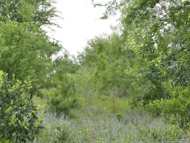 a view of a lush green forest