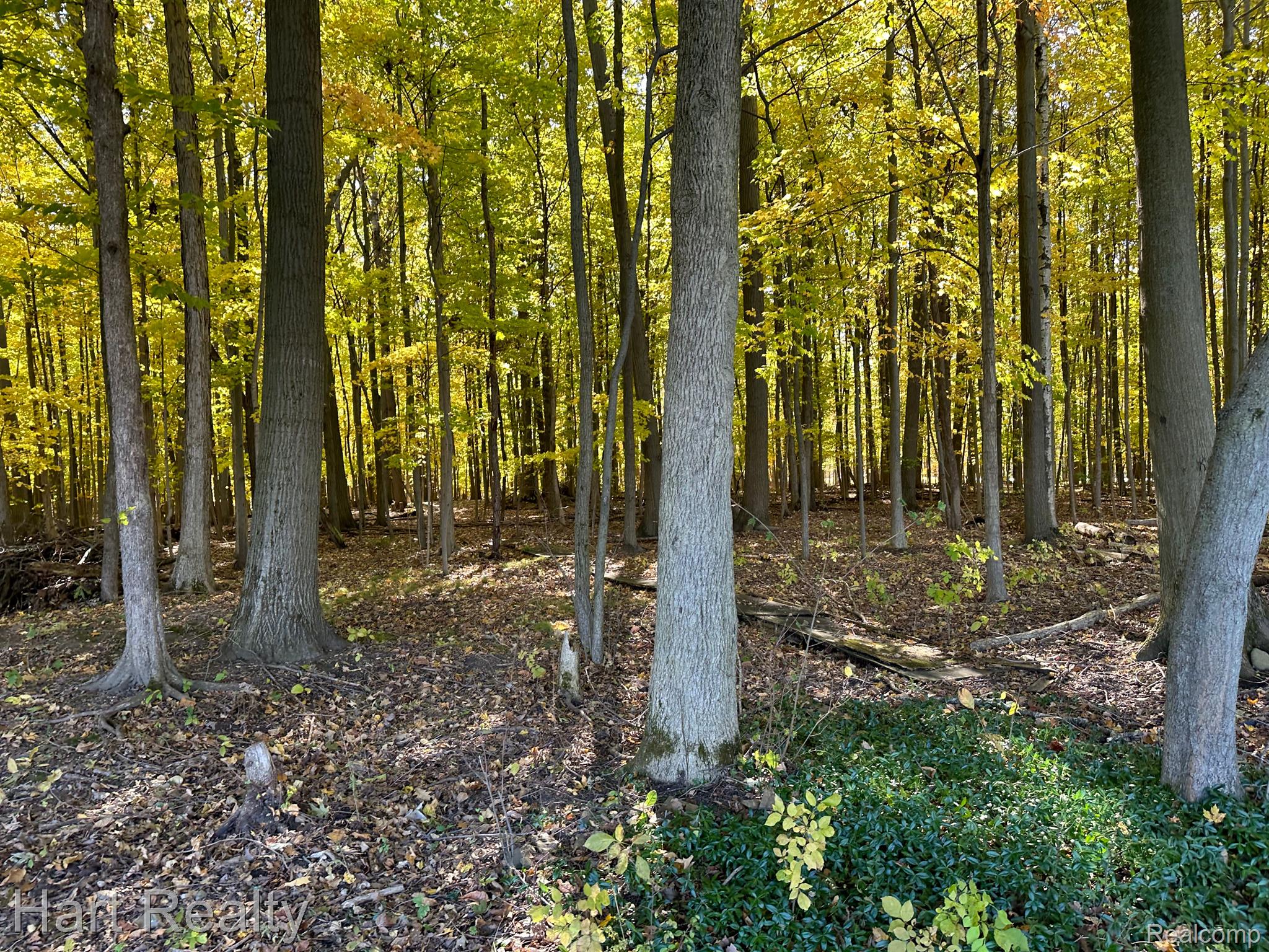 5102 Brown Road Avoca, MI 48006 - Photo 6 of 27 Gallery Image 6