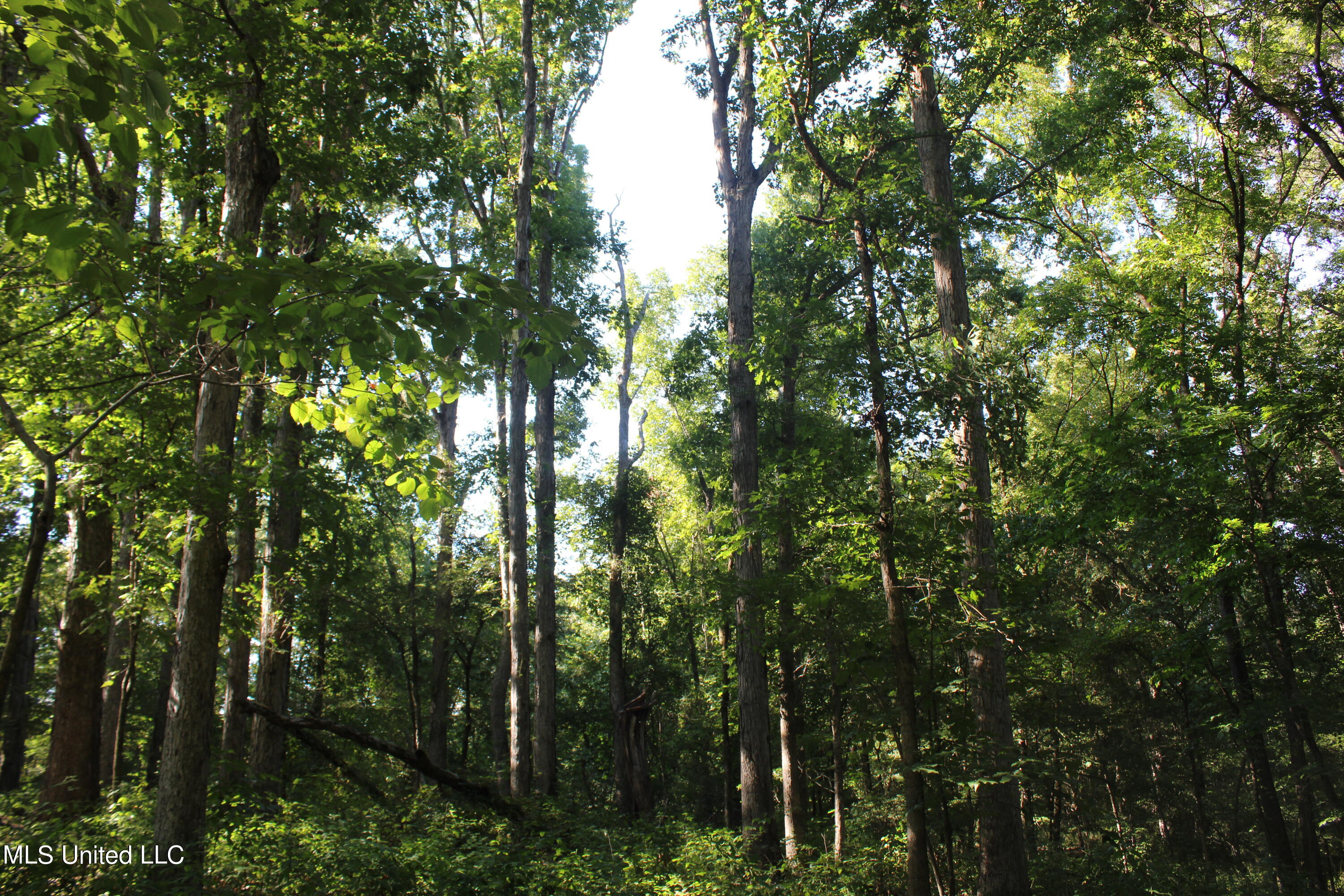 8420 Milne Way Hernando, MS 38632 - Photo 14 of 25 IMG_4359