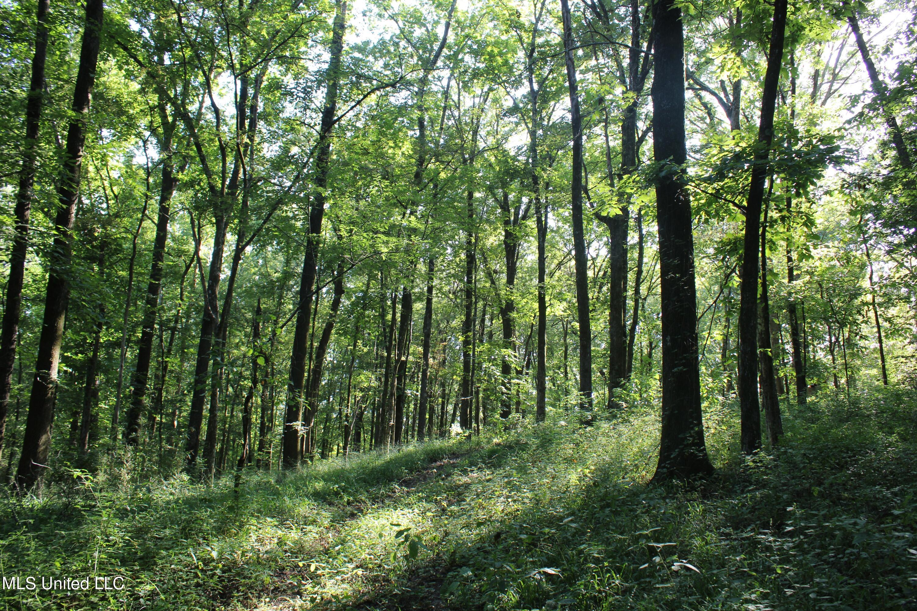 8420 Milne Way Hernando, MS 38632 - Photo 24 of 25 IMG_4357