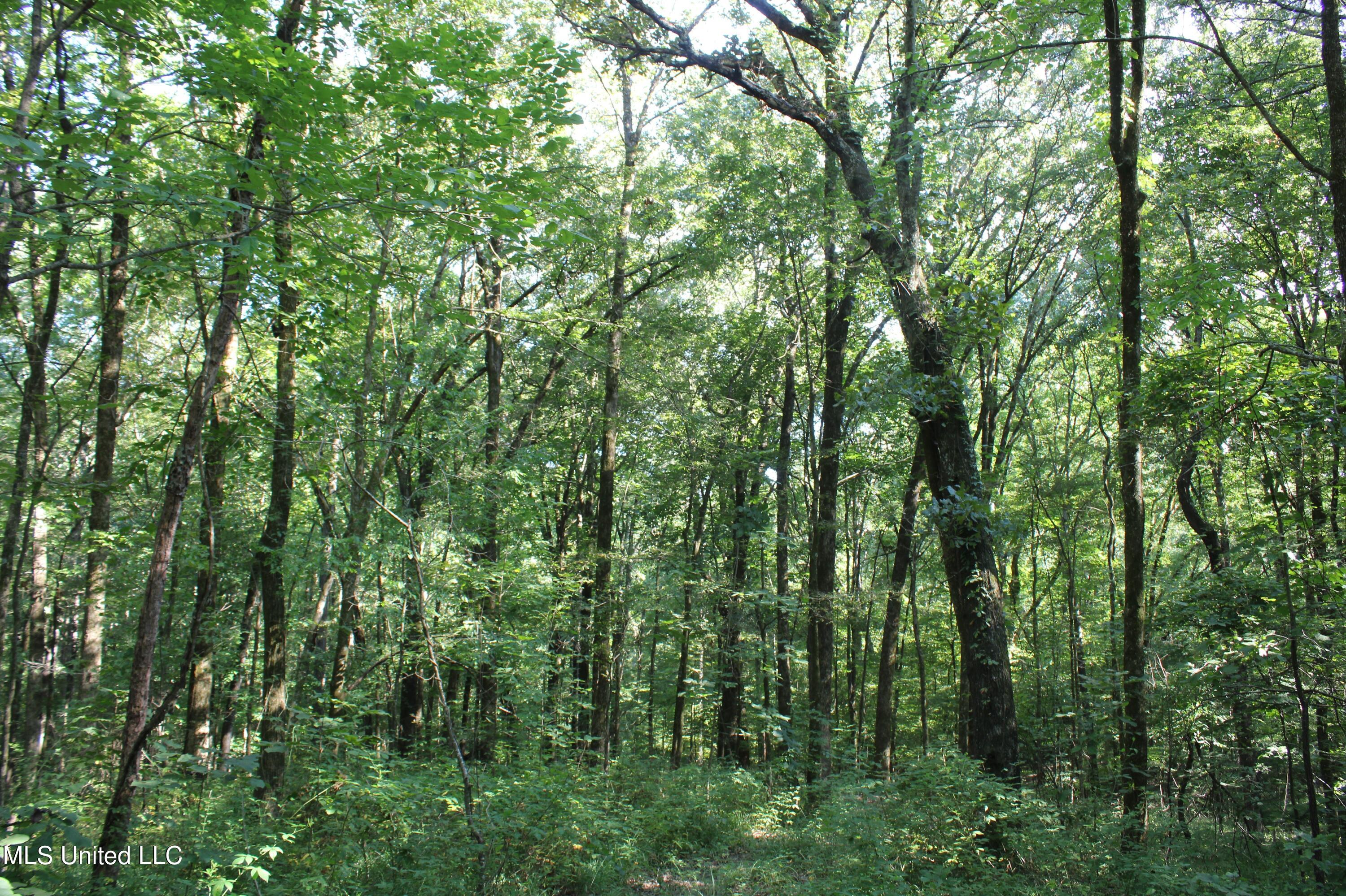 8420 Milne Way Hernando, MS 38632 - Photo 25 of 25 IMG_4361