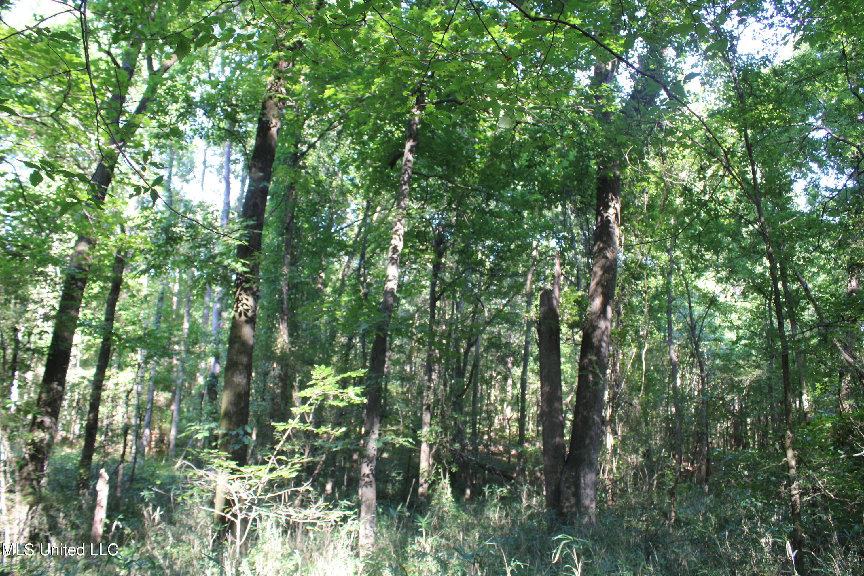 8420 Milne Way Hernando, MS 38632 - Photo 9 of 25 IMG_4352