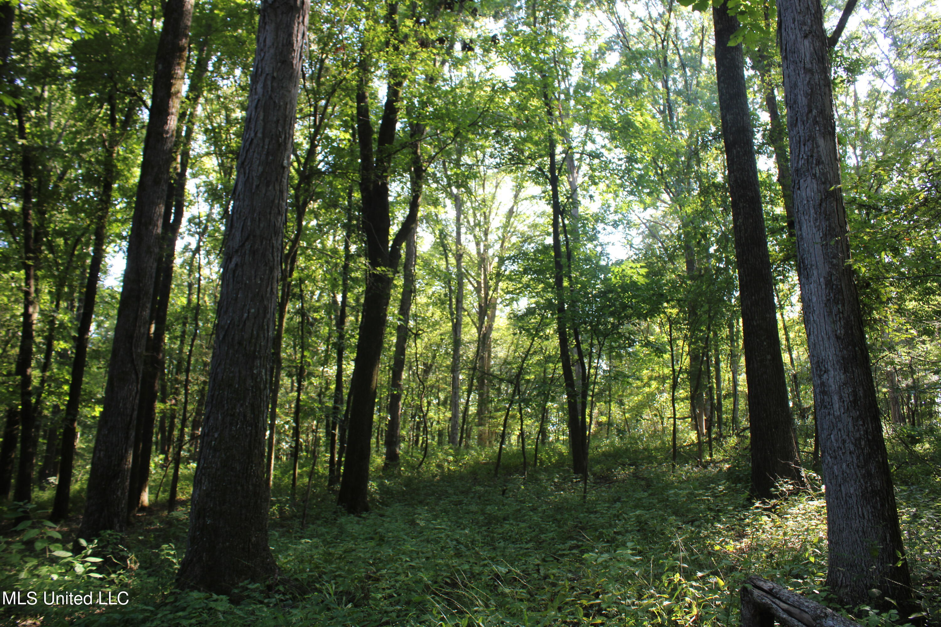 8420 Milne Way Hernando, MS 38632 - Photo 10 of 25 IMG_4353