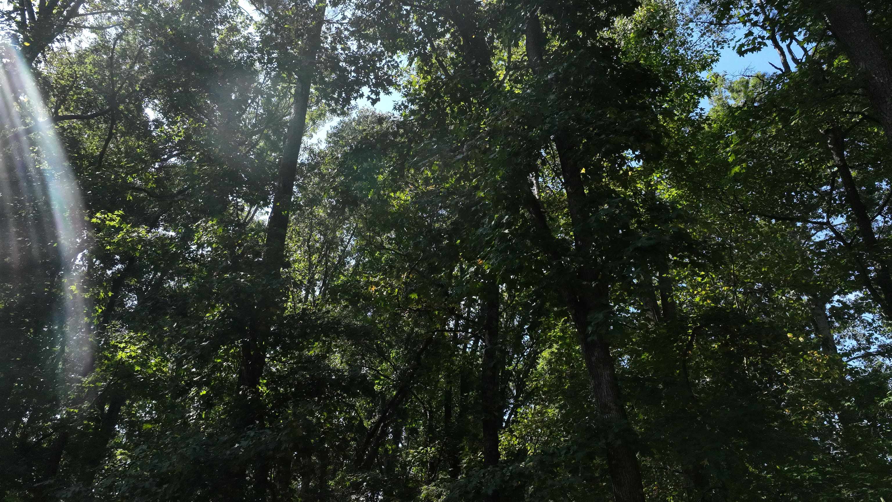 221 Brookfield Road Roebuck, SC 29376 - Photo 3 of 5