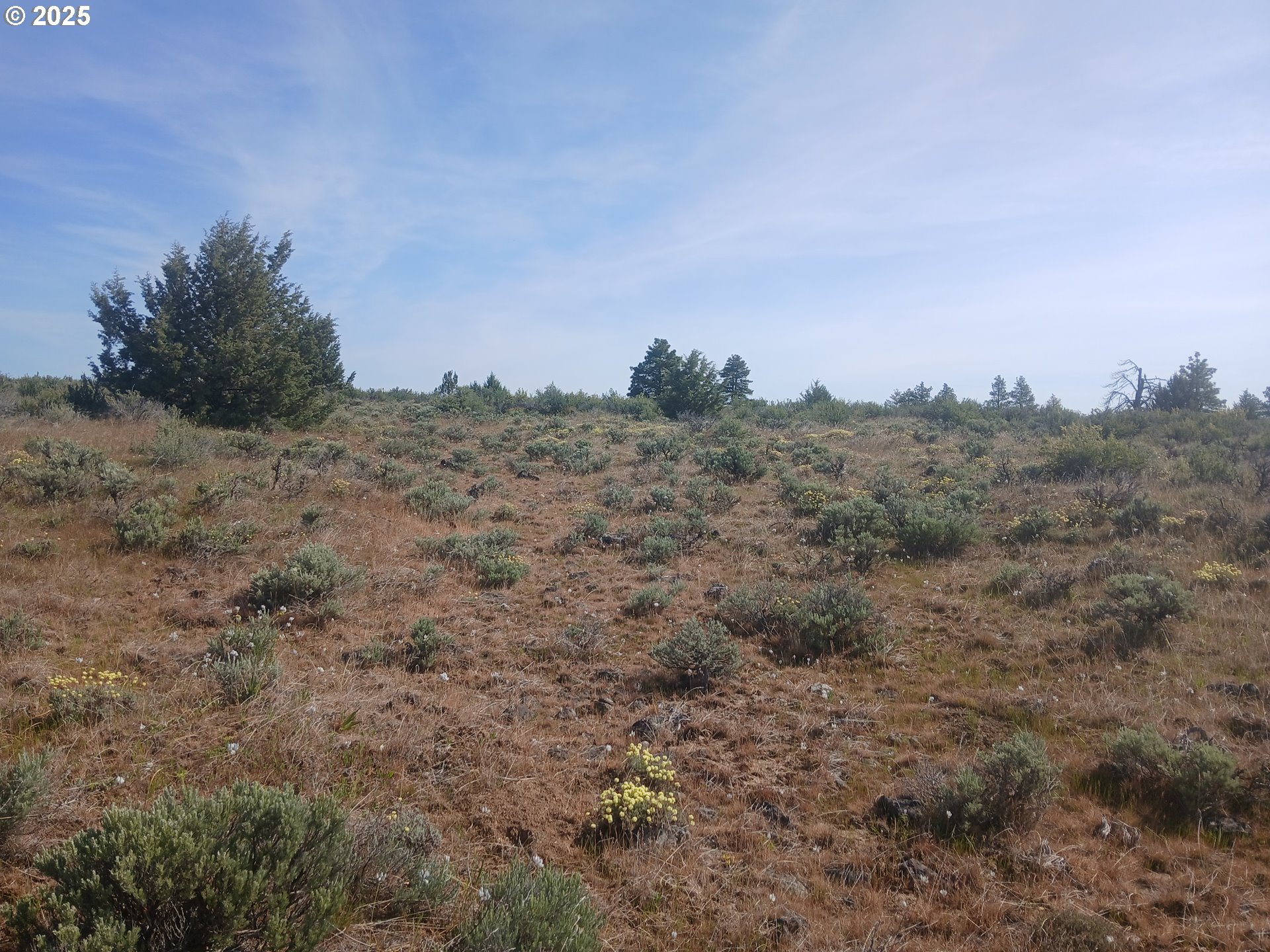 a view of a dry field with trees in the background