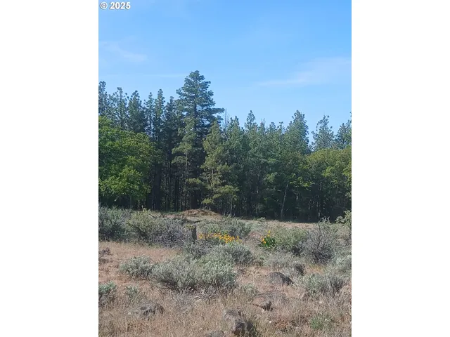 a view of a dry yard with trees