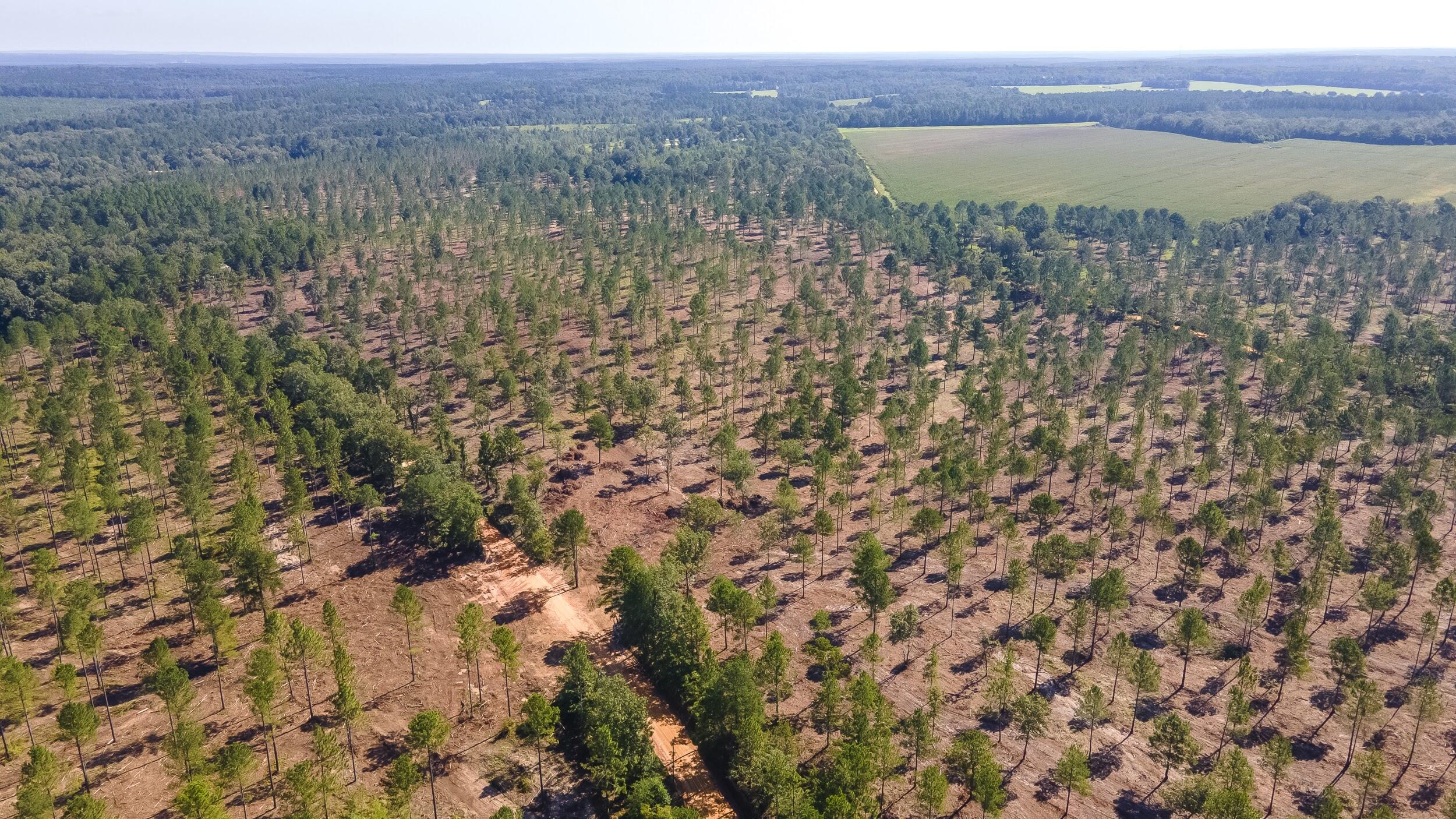 Lot 6 Bluffwood Road Wagener, SC 29164 - Photo 12 of 15