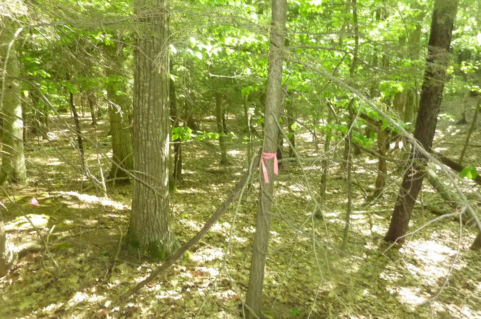 Oo Point Betsie Road Frankfort, MI 49635 - Photo 10 of 13