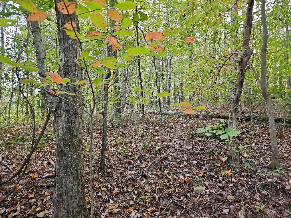 0 County School Road, Tallapoosa, GA 30176 Compass