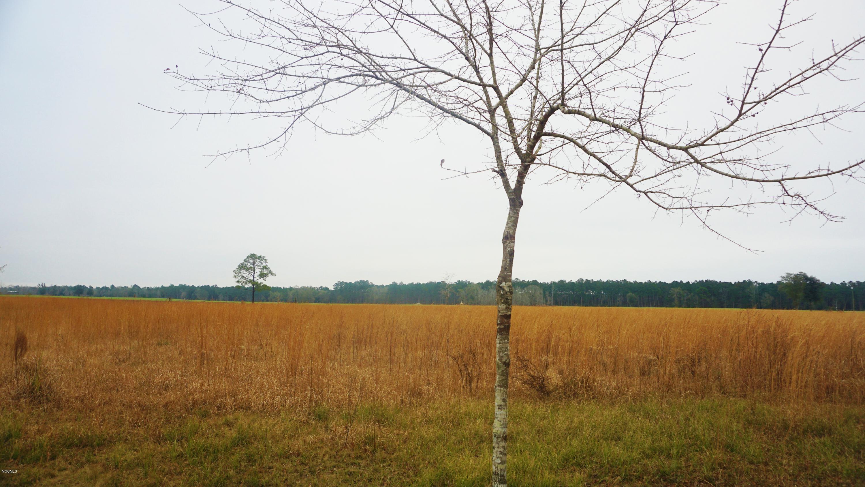 24121 Red Bluff Road Lucedale, MS 39452 - Photo 3 of 59 DSC07006