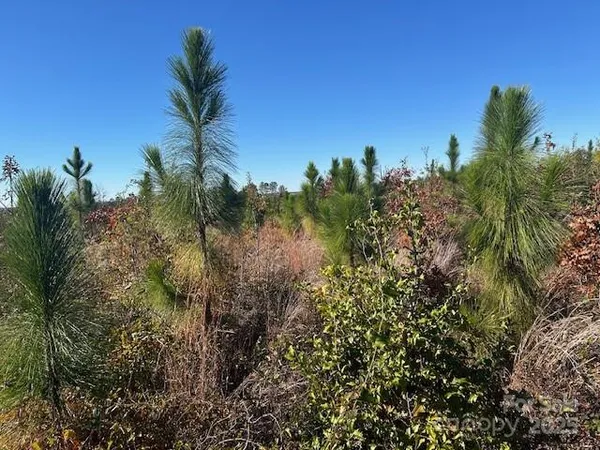 a view of a plant in a garden