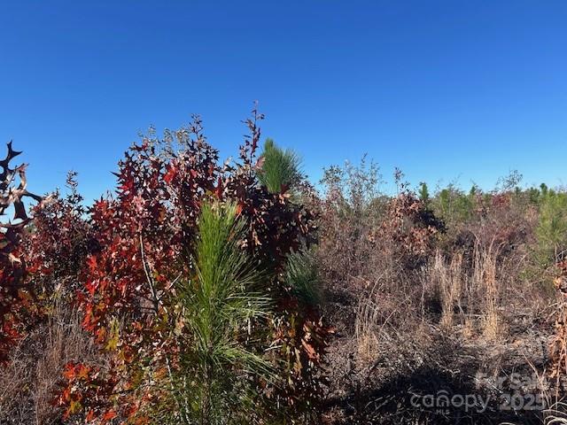 3583 State Rd S-28-87 Bethune, SC 29009 - Photo 14 of 18 a view of a bunch of trees