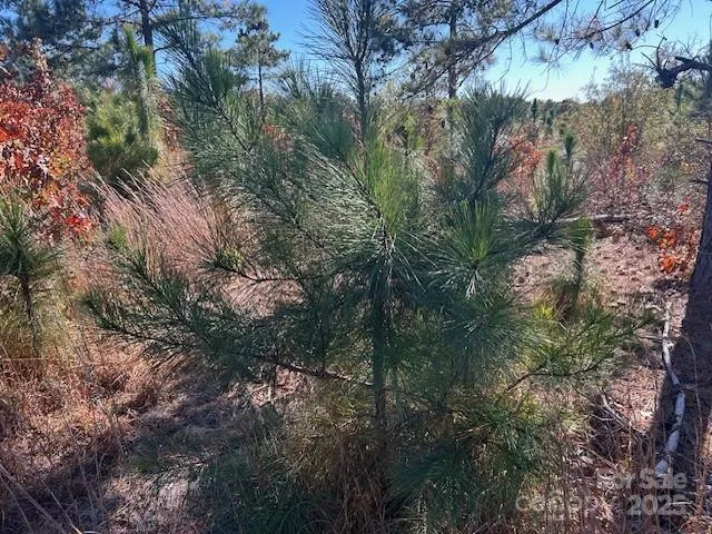 a view of a forest with lots of trees