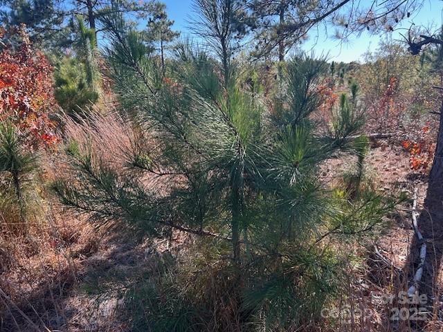 3583 State Rd S-28-87 Bethune, SC 29009 - Photo 17 of 18 a view of a forest with lots of trees
