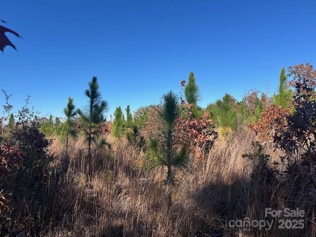 3583 State Rd S-28-87 Bethune, SC 29009 - Photo 18 of 18 a view of a flower in a garden