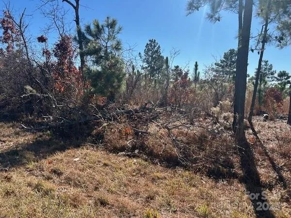 a view of a dry yard with trees all around
