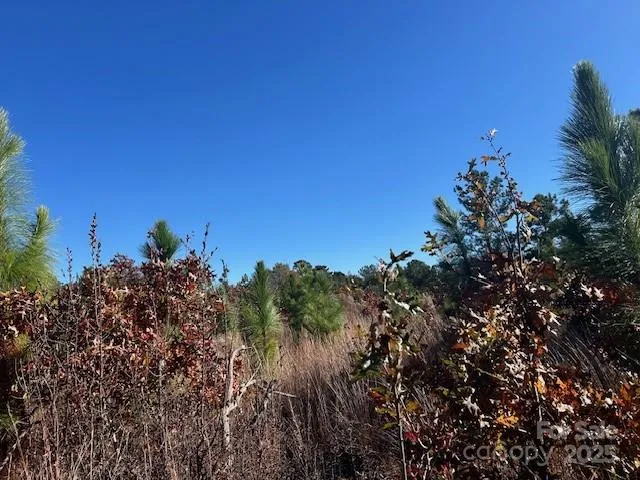 a view of a bunch of trees in a field