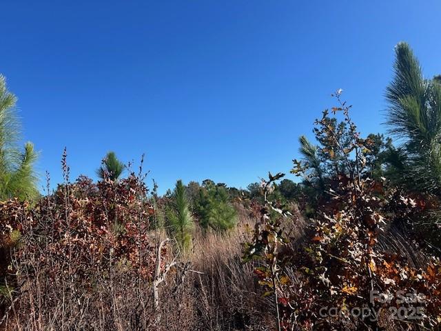 3583 State Rd S-28-87 Bethune, SC 29009 - Photo 5 of 18 a view of a bunch of trees in a field