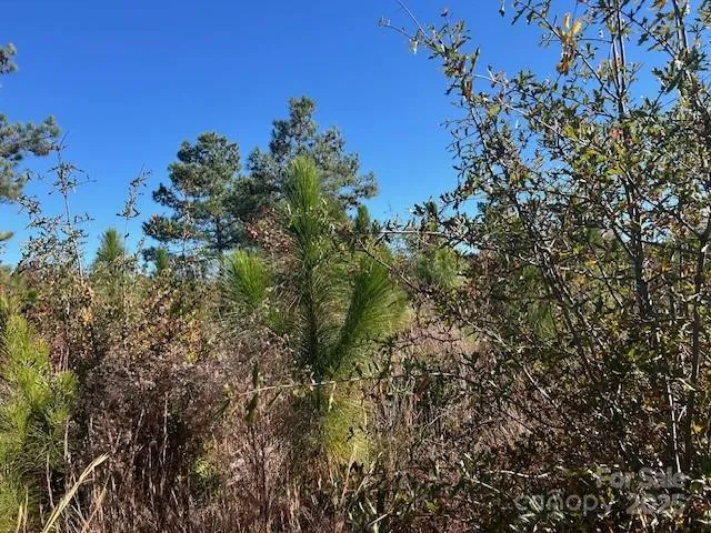 a view of a tree in a yard