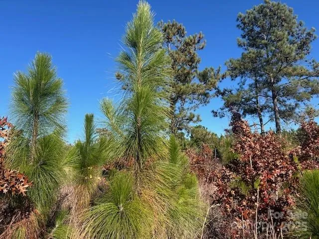 a view of a plant in a garden